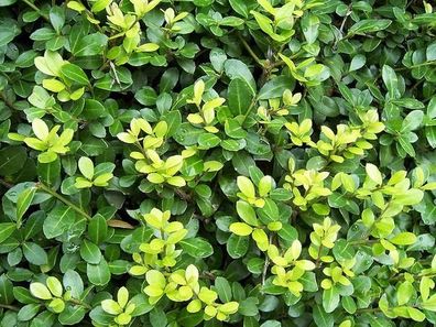 25 x Ilex crenata Green Hedge (Löffel Ilex) Buchsbaum- Buxus Ersatz