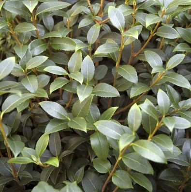 10 x Osmanthus burkwoodii (Burkwoods Duftblüte) 20/25 cm Höhe Buchs Buxus Ersatz