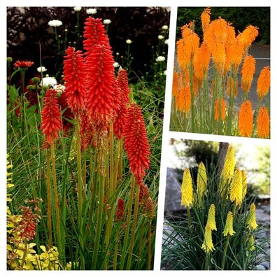 3 x Kniphofia Kollektion (Ziergras/ Gräser/ Stauden) Fackellilie Tritome