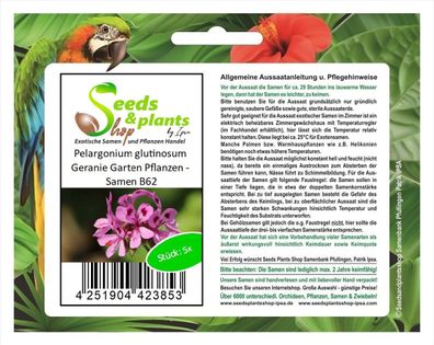5x Pelargonium glutinosum Geranie Garten Pflanzen - Samen B62