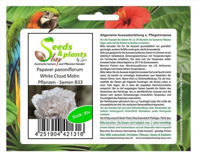20x Papaver paeoniflorum White Cloud Mohn Pflanzen - Samen B33