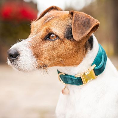 Kentucky Dogwear Halsband Dog Collar "Velvet" - Emerald