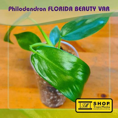 Philodendron Florida BEAUTY VAR * no Monstera, Caramel MARBLE, THAI Constellation