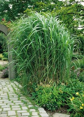 10 x Miscanthus x giganteus 1 Liter(Ziergras/ Gräser) Riesenchinaschilf