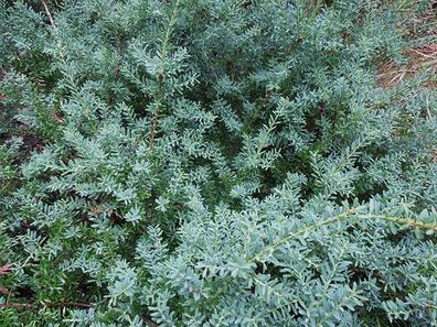 1 x Podocarpus lawrencei ´Blue Gem´ (Steineibe) Bodendecker