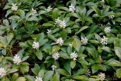 100 x Pachysandra terminalis ´Green Carpet´ (Bodendecker) 1,49 € pro St