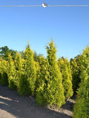 Lebensbaum Thuja Yellow Ribbon 80-100 cm, 40x Heckenpflanze (Gr. 80-100)