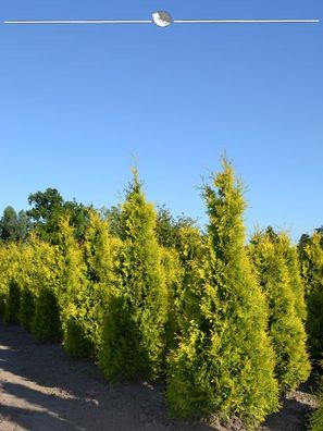 Lebensbaum Thuja Yellow Ribbon 100-120 cm, 50x Heckenpflanze (Gr. 100-120)