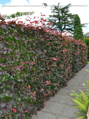 Blutbuche Fagus sylvatica Atropunicea 175-200 cm Wurzelnackt, 500x Heckenpflanze