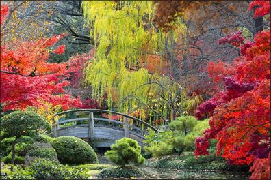 Muralo VINYL Fototapete XXL TAPETE hölzerne Brücke im Japanischen Garten 898