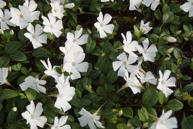 50 x Vinca minor Alba (Weiss) Kleines Immergrün (Bodendecker) 1,99 € pro St