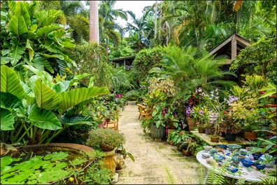 Muralo VINYL Fototapete XXL TAPETE botanischer Garten karibik Barbados 909