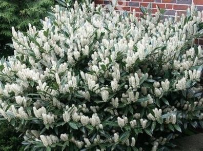 50 x Prunus laurocerasus ´Otto Luyken´ (Kirschlorbeer) 15/20 cm FÜR HECKE