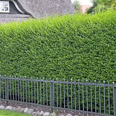 50 x Ligustrum vulgare ´Atrovirens´ (Schwarzgrüner Liguster) 20/30