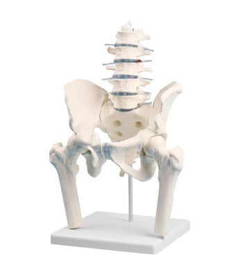 anatomisches Model Wirbelsäule, Lendenwirbelsäule mit Becken und Oberschenkelstümpfen