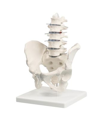 anatomisches Modell Wirbelsäule, Lendenwirbelsäule mit Becken, 5 Lendenwirbel Stativ