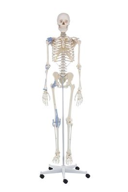 Skelett, Modell "Otto", mit Bandapparaten