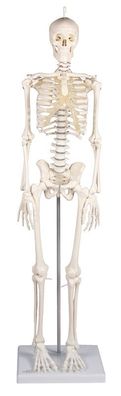 Miniatur Skelett, kleines Skelett, anatomisches Modell, 81 cm