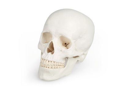 Schädel, Kopf Skelett Skull, anatomisches Modell, Schädelmodell zerlegbar 3 Teile