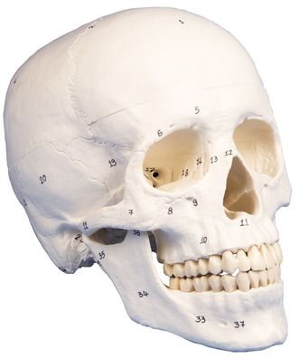 anatomisches Modell, Schädel, skull, numeriert, 3 Teile