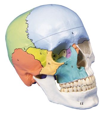 didaktischer Schädel, Schädelmodell, 3 Teile, skull