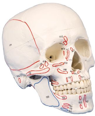 Schädel, Kopf Skelett Skull, m. Muskelmarkierung, Schädelmodell zerlegbar 3 Teile