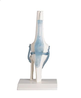 anatomisches Modell Knie, Kniegelenk mit Bändern, Gelenk, auf Stativ (abnehmbar)