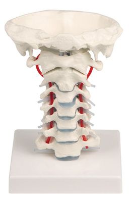 anatomisches Modell Halswirbelsäule, C1 bis C7, mit Stativ, abnehmbar