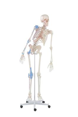 Skelett, Modell "Max" mit beweglicher Wirbelsäule, Gelenkbänder und Muskelursprünge