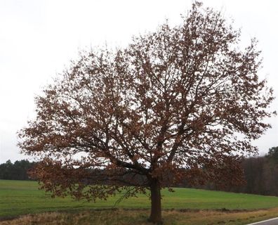 Traubeneiche - Wintereiche - Quercus petraeae
