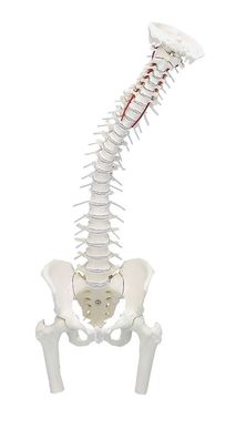 anatomisches Modell, Wirbelsäule mit Oberschenkel Stümpfen, m. Muskelmarkierungen
