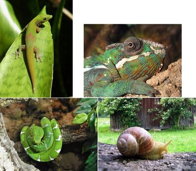 3 D Ansichtskarte Schlange Gecko Schnecke Postkarte Wackelkarte Hologrammkarte Reptil