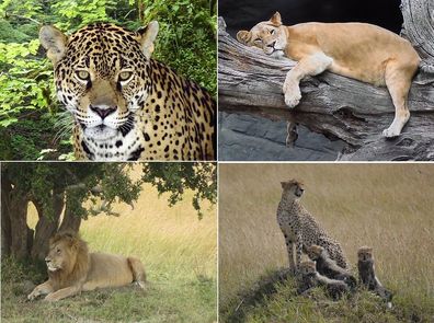 3 D Ansichtskarte Löwe Leopard Gepard Postkarte Wackelkarte Hologrammkarte Raubkatzen