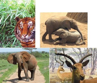 3 D Ansichtskarte Tiger Elefant Springbock Postkarte Wackelkarte Hologrammkarte
