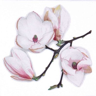 20 Servietten Frühling, Weiße Magnolien, Blühender Magnolienzweig 33x33 cm