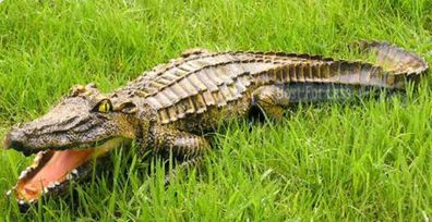 Alligator Krokodil Figur Statue Skulptur Gartenteich Garten Deko Reptil Deko