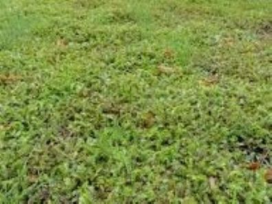 Fiederpolster grün Cotula 50 Stück Leptinella Rasenersatz immergrüner Bodendecke