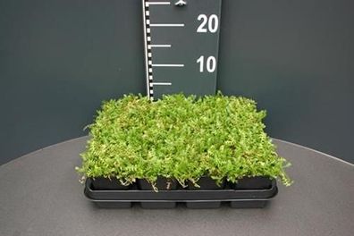 Fiederpolster grün Cotula 12 Stück Leptinella Rasenersatz immergrüner Bodendecke