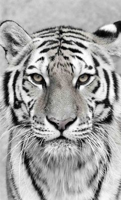 Fotogardine "Weisser Tiger" / BxH: 130x215 cm (1 Schal) / Chiffon / Kräuselband