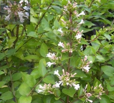 Abelia chinensis - Chinesische Abelie