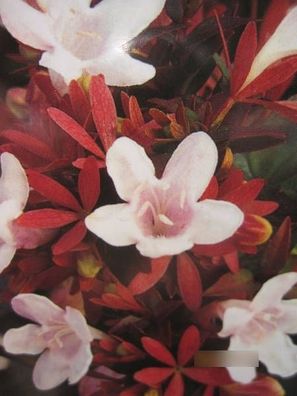 Abelia grandiflora Sherwood - Großblumige Abelie Sherwood