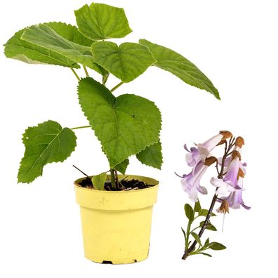 Paulownia CO2 Klimabaum NordMax21®