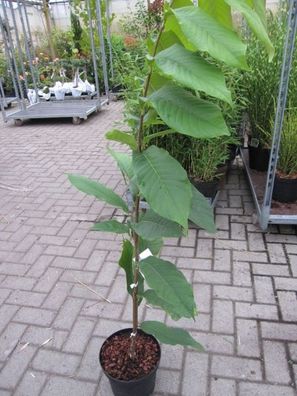 Asimina triloba Sunflower - Indianerbanane Paupau (Pawpaw)