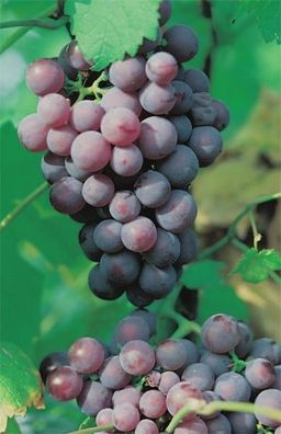 Vitis vinifera Roter Gutedel Weintraube Tafeltraube feines & süßes Aroma Rebe