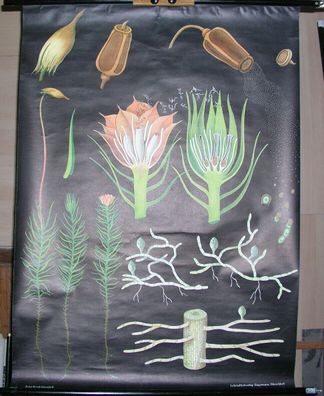 Wandbild Jung Lehrtafel Haarmoos JKQ 82x112c vintage flowerless plants moss 1965