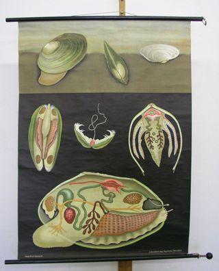 Schulwandbild JKQ Teichmuschel Muscheln Feinschmecker 82x113 1961 swan mussel