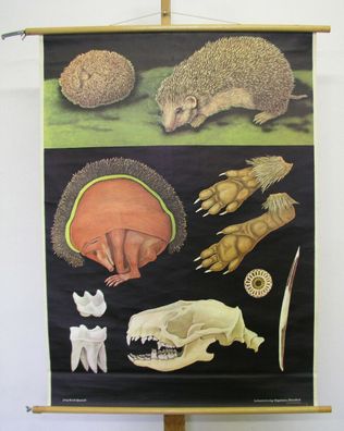 Bild JKQ Stacheltier Igel Hedgehog hérisson ericius 85x115c vintage animals 1968