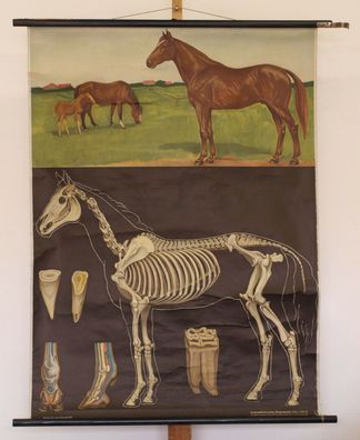 Wandbild JKQ Jung Koch Quentell Pferd 83x112cm 1960 vintage Horse chart Cheval