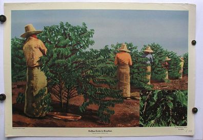 Wandbild Kaffeeernte Kaffeebaum Kaffeebohne 92x64 vintage coffee brasil pic 1959