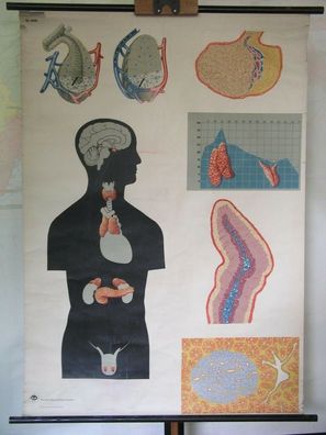 Bild medizinische Schautafel Innersekretorische Drüsen Hormondrüsen 82x116 1970